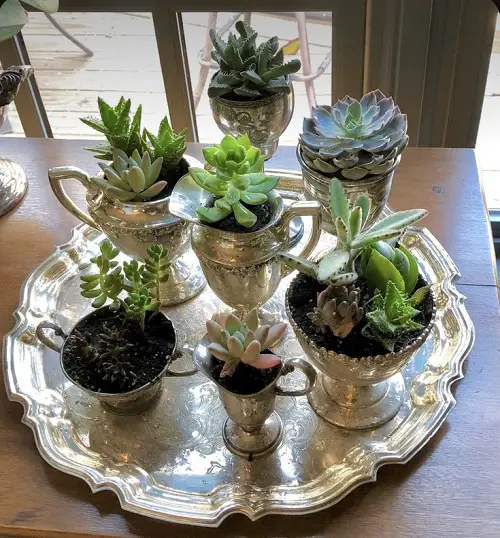 succulent garden in antique items 1