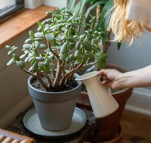 Best Ways to Water Your Jade Plant for Maximum Growth