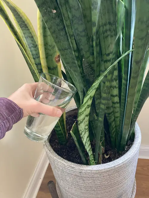 Grow An Immortal Snake Plant 4