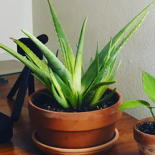  Keep Aloe Vera Leaves Thick  1