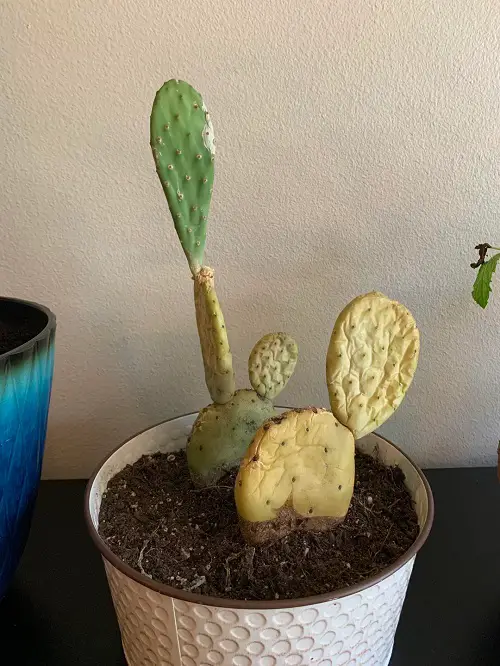 Why Cactus Pads Turn Yellow and How to Save Them 1