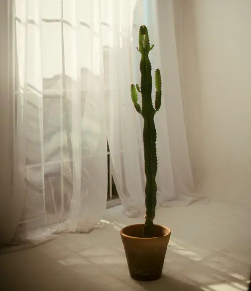 cactus near window