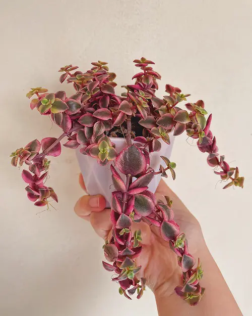 Stunning Succulent Vines  2