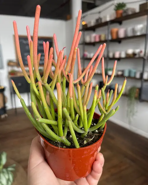 Succulents That Do Not Look Like Succulent 3