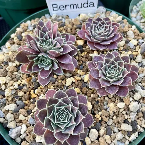 Trending Dark Purple and Black Sempervivums 1