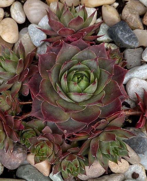 Best Dark Purple and Black Sempervivums 3