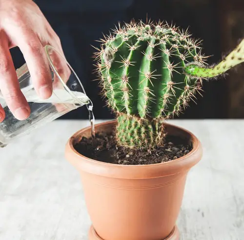 Why Cactus Pads Turn Yellow and How to Save Them 2