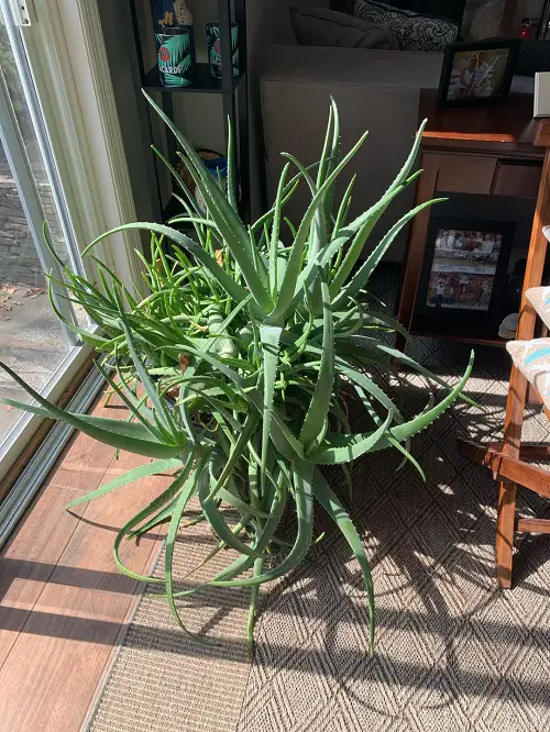 Best Way to Keep Aloe Vera Leaves Thick  3