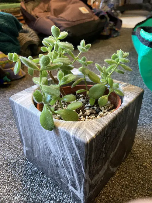 Bears paw succulent growth 1