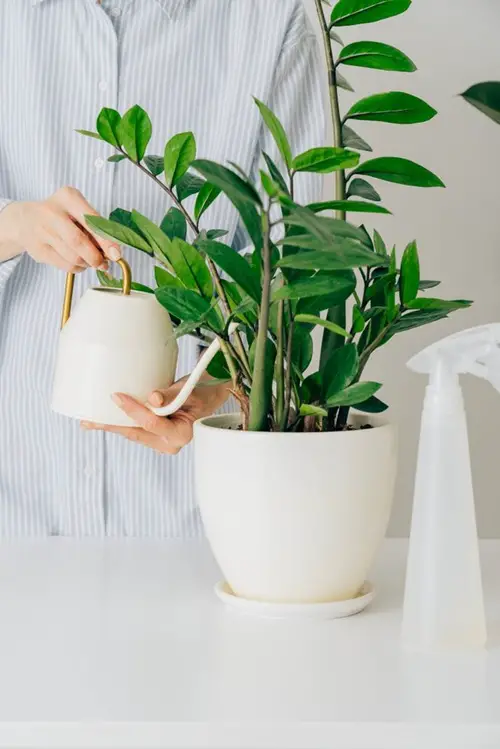 How to Encourage More Shoots in Your ZZ Plant Naturally