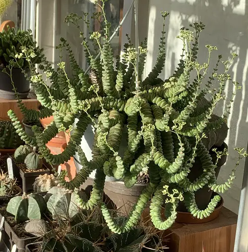 Top Succulent Vines 3