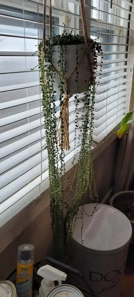 Best Places to Hang Your String of Pearls 1