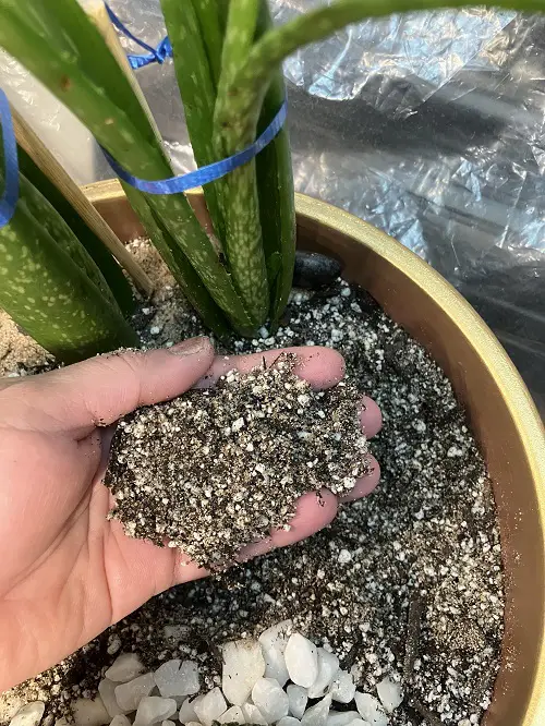 Best Way to Keep Aloe Vera Leaves Thick  2