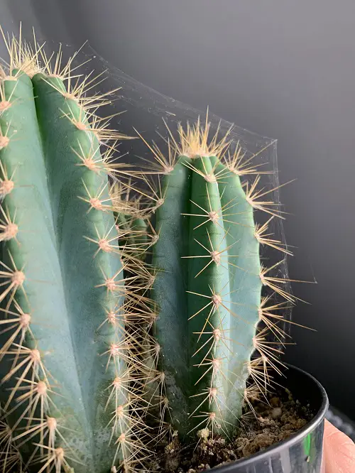 spider mites on cactus