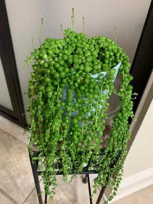 Places to Hang Your String of Pearls  1