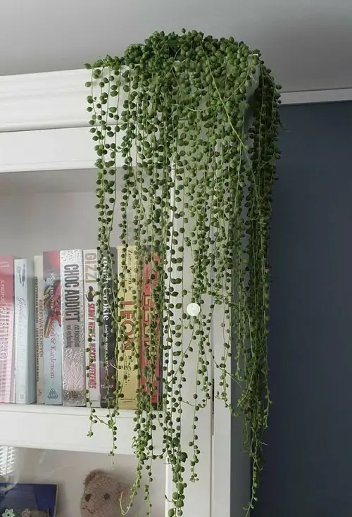 Places to Hang Your String of Pearls  2