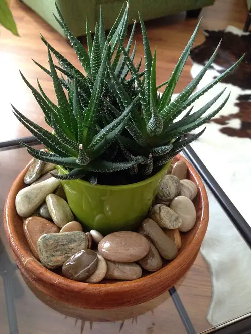 Succulents Near Air Vents 1