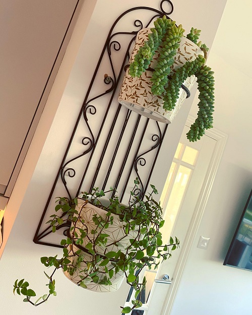 decorate Burro’s Tail 4