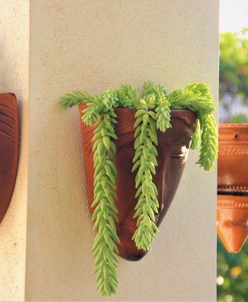 Style Burro’s Tail 5