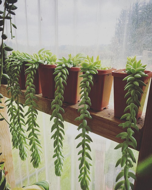decorate Burro’s Tail 1