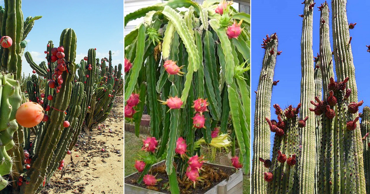 7 Amazing Plants That Look Like Cactus - Succulent Garden Web