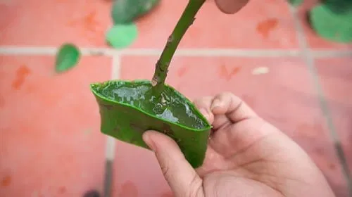aloe vera uses 3