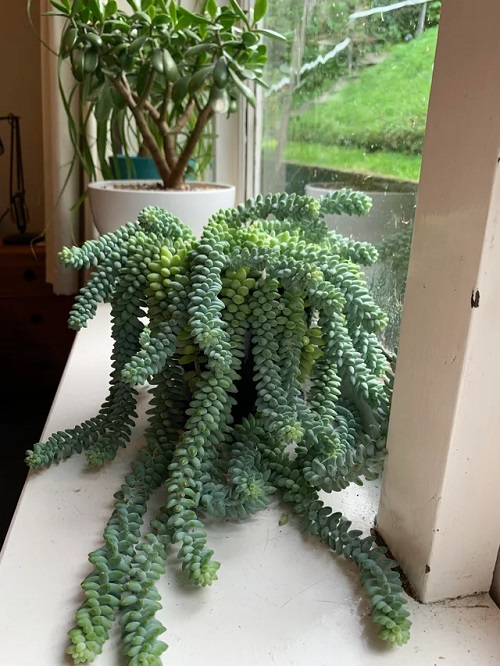 Make Burro’s Tail Look Bushier 5