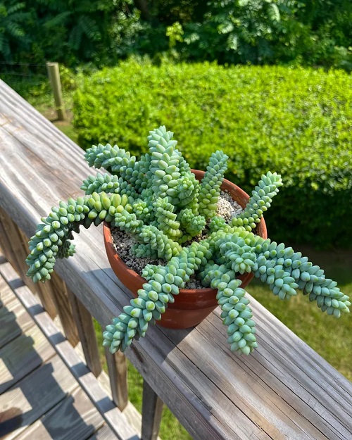 Make Burro’s Tail Look Bushier 2