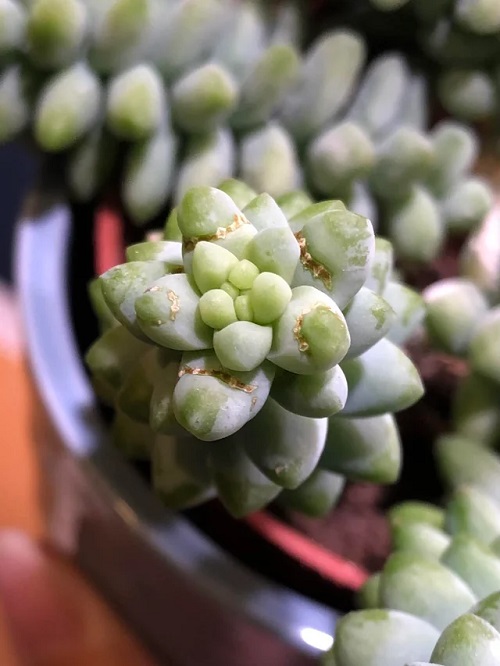 Make Burro’s Tail Look Bushier 6
