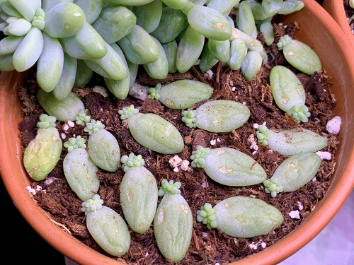 Make Burro’s Tail Look Bushier 8