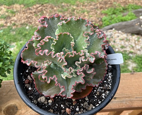 Succulents That Look Like Coral Reefs 5