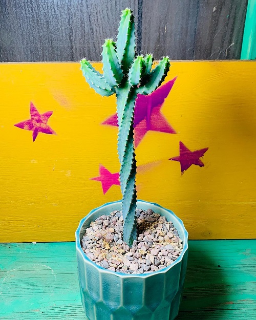 Succulent with spiral shaped leaves 8