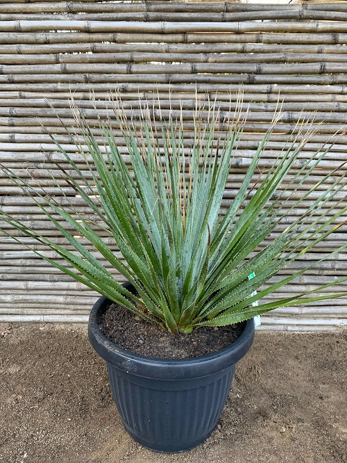 Sotol plant in pot