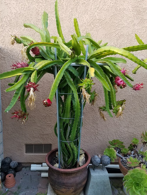 Dragon Fruit in pot
