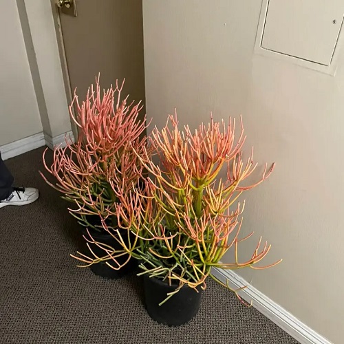 Succulents That Look Like Coral Reefs 1
