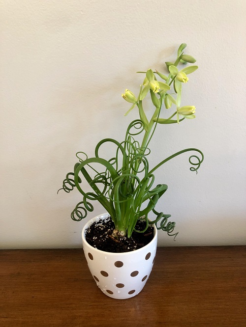 Succulent with spiral shaped leaves 4