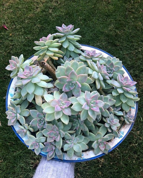 Succulents That Look Like Coral Reefs 8