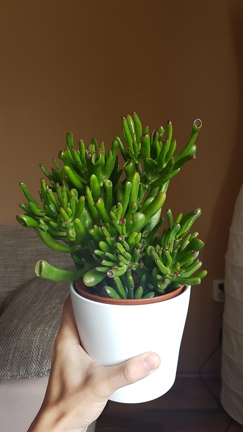 Succulents That Look Like Coral Reefs 2