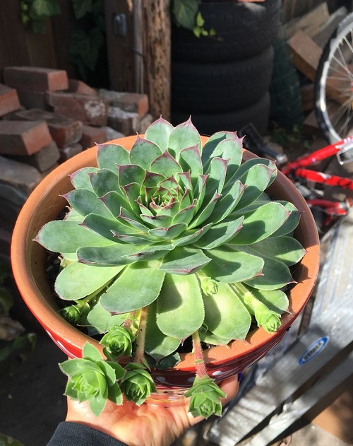 Succulents That Grow Faster in Shallow Containers 4