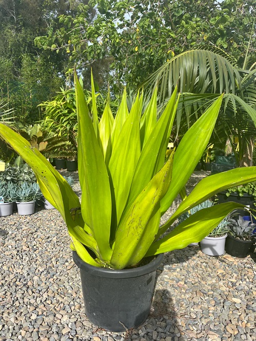 Succulents that look like a Snake plant