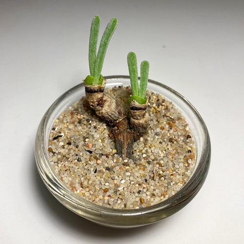 Succulents That Look Like Coral Reefs 6