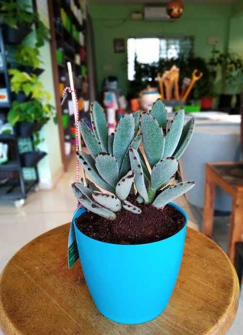 Succulents That Do Best in Corner Tables 9