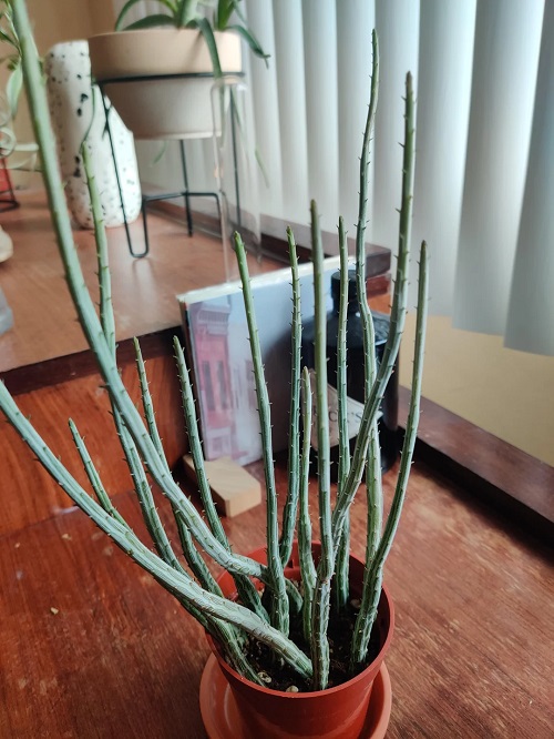 Succulents that look like a Snake plant 3