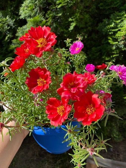 Portulaca Watering Tips 1