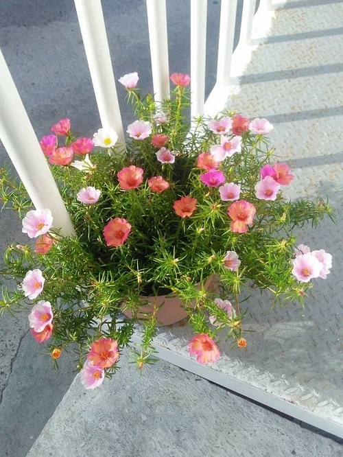 Portulaca Watering Tips 1