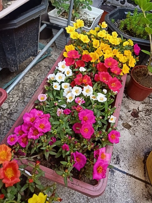moss rose hanging basket