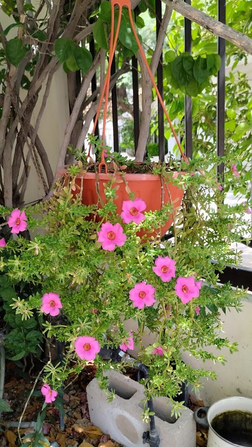 moss rose hanging basket