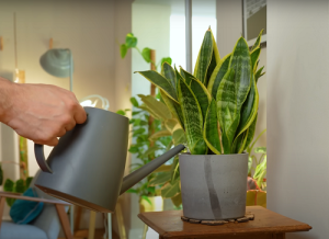 If Your Snake Plant is Flopping Over—Do These Things Today! - Succulent ...