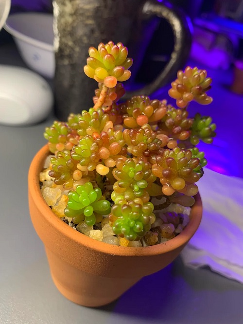 Succulents That Look Like Coral Reefs 3