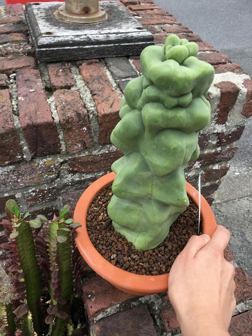 Succulent with spiral shaped leaves 6